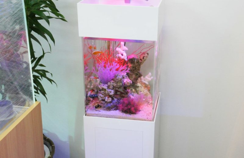 水槽レンタルサービス 海水魚水槽の例として水槽を設置しました 水槽画像3