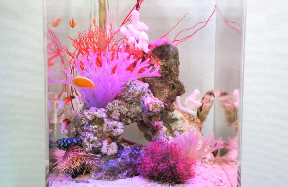 ピンクの人工サンゴと海水魚が泳ぐ小型水槽のレイアウト