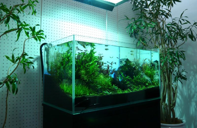 ショールームに設置 90cm淡水魚水槽 水槽レンタル見本 水槽画像2