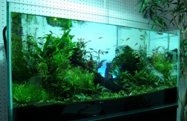 ショールームに設置 90cm淡水魚水槽 水槽レンタル見本