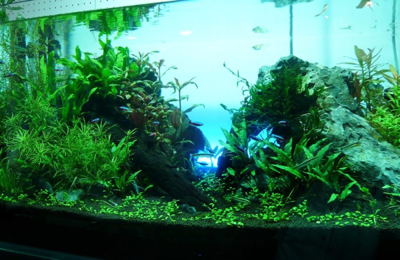 ショールームに設置 90cm淡水魚水槽 水槽レンタル見本 水槽画像3
