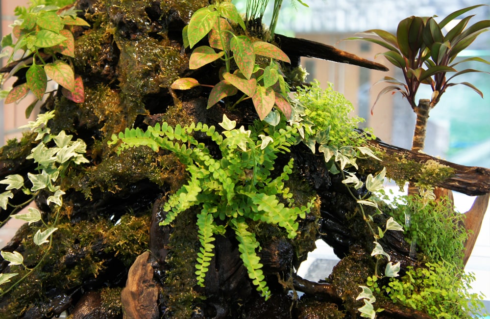 流木に活着した苔とシダ植物やアイビーのアクアテラリウム