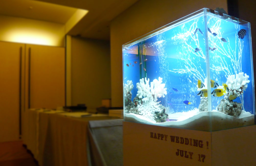 結婚式場のウェルカム水槽として!水槽短期レンタルサービス事例のサムネイル画像