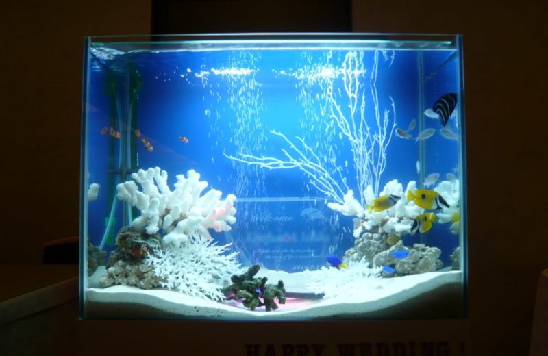 結婚式場のウェルカム水槽として!水槽短期レンタルサービス事例 水槽画像2