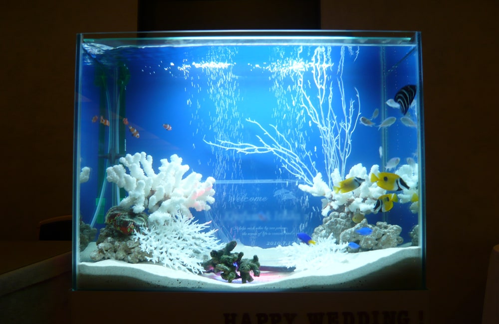 白いサンゴと熱帯魚が泳ぐ青い背景の海水魚水槽