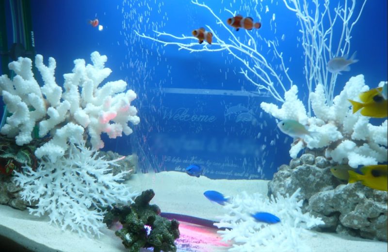 結婚式場のウェルカム水槽として!水槽短期レンタルサービス事例 水槽画像3
