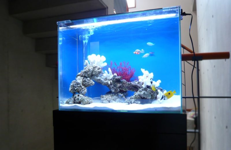 お客様のご自宅に設置 60cm海水魚水槽 水槽レンタル事例 水槽画像1