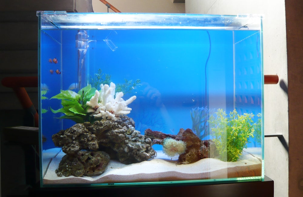 青い背景に白い砂と岩を配置した海水魚水槽のレイアウト