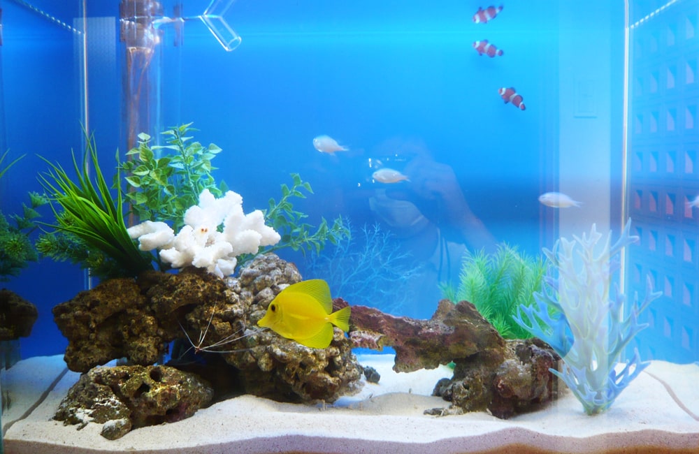 黄色い海水魚と白いサンゴを配置した青い背景の水槽
