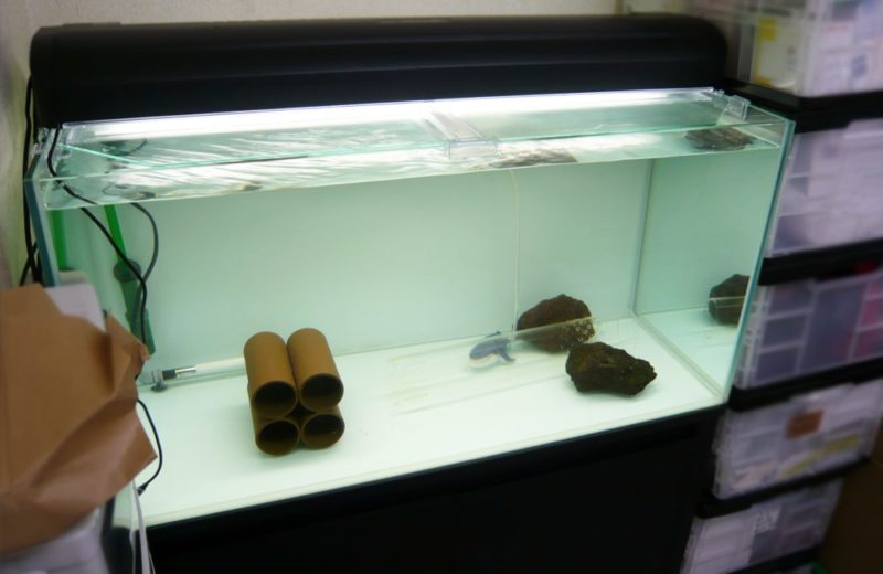 オフィスに設置 90cm淡水魚水槽 水槽一式販売・メンテナンス事例 水槽画像2