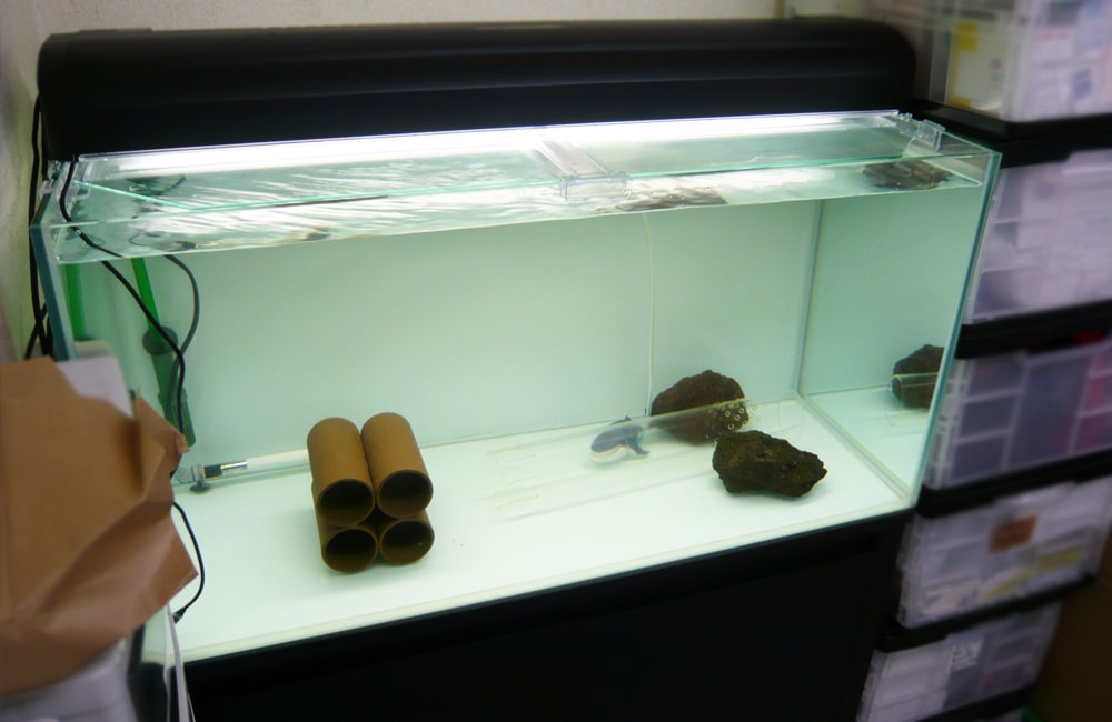 土管と石を配置したベアタンクの熱帯魚飼育水槽