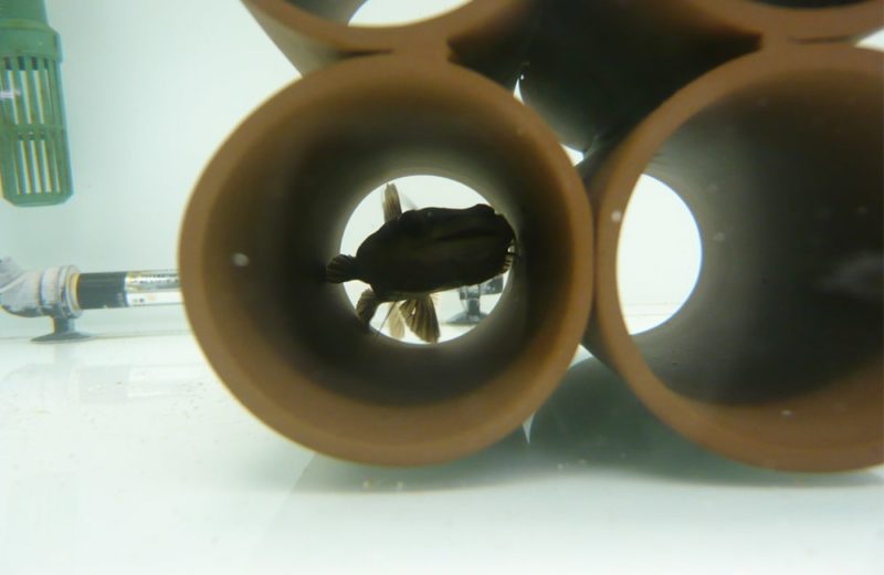 オフィスに設置 90cm淡水魚水槽 水槽一式販売・メンテナンス事例 水槽画像3