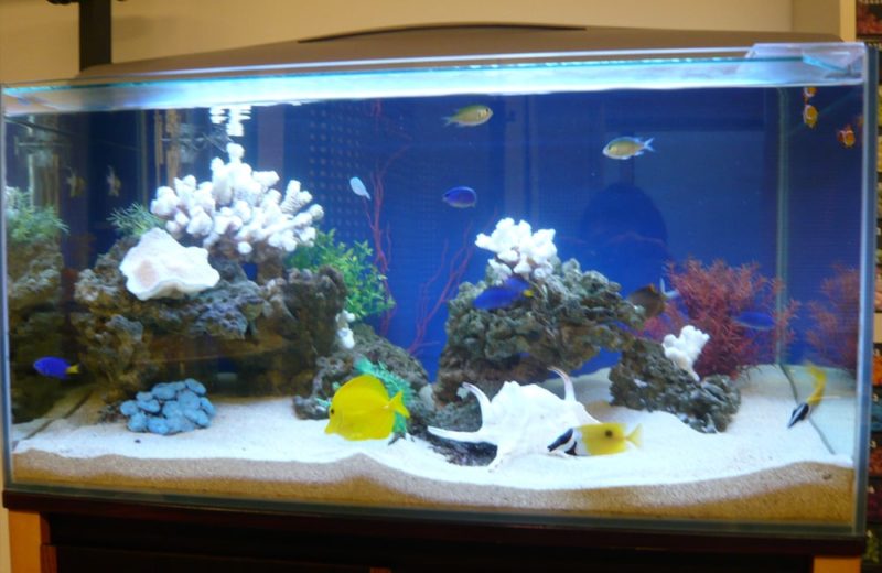 オフィスに癒しスポットを!90cm海水魚水槽 水槽リース事例 水槽画像3