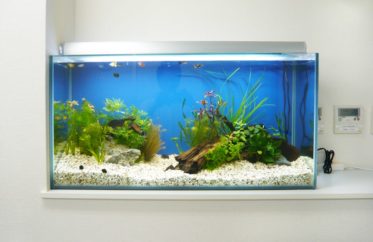オフィスの玄関に設置　90cm淡水魚水槽　水槽レンタル事例