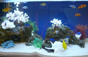 オフィスに癒しスポットを！90cm海水魚水槽 水槽リース事例