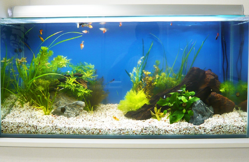 グッピーと水草が泳ぐ青い背景のレイアウト水槽