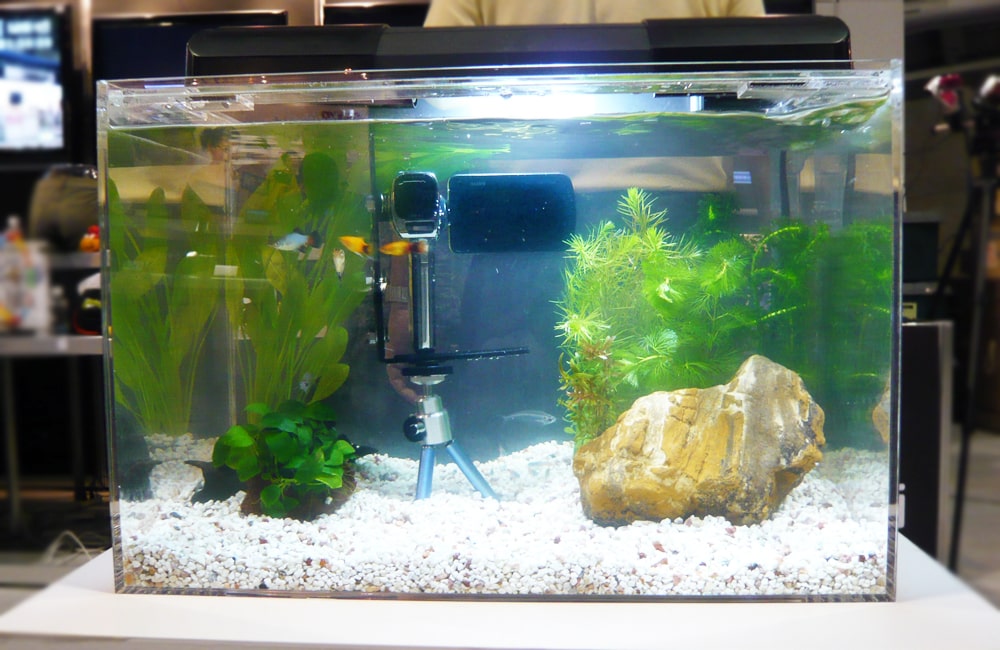 水草と石を配置した小型水槽内のカメラと泳ぐ熱帯魚