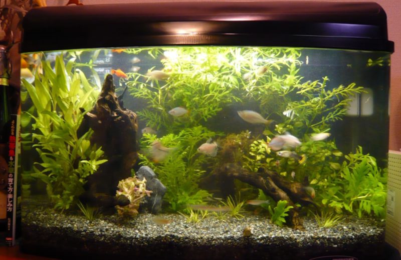 個人宅 60cm淡水魚水槽を設置 水槽レンタルサービス事例 水槽画像3