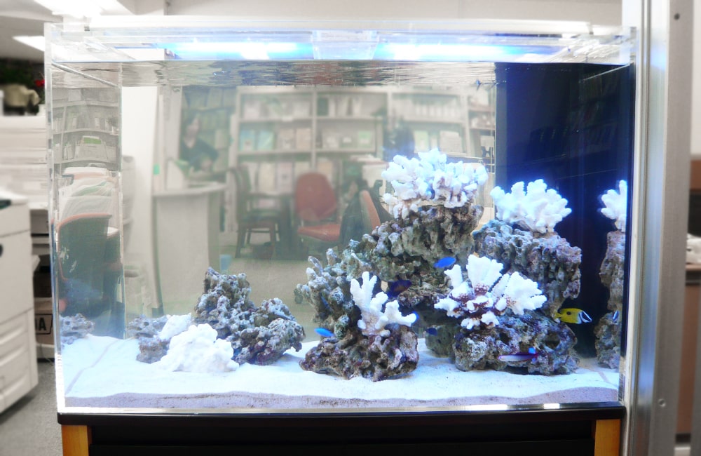 白いサンゴとライブロックを配置した海水魚水槽の全景