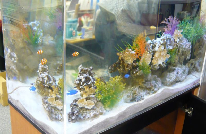 港区 企業様 事務所に設置 90cm海水魚水槽 レンタル事例 水槽画像3