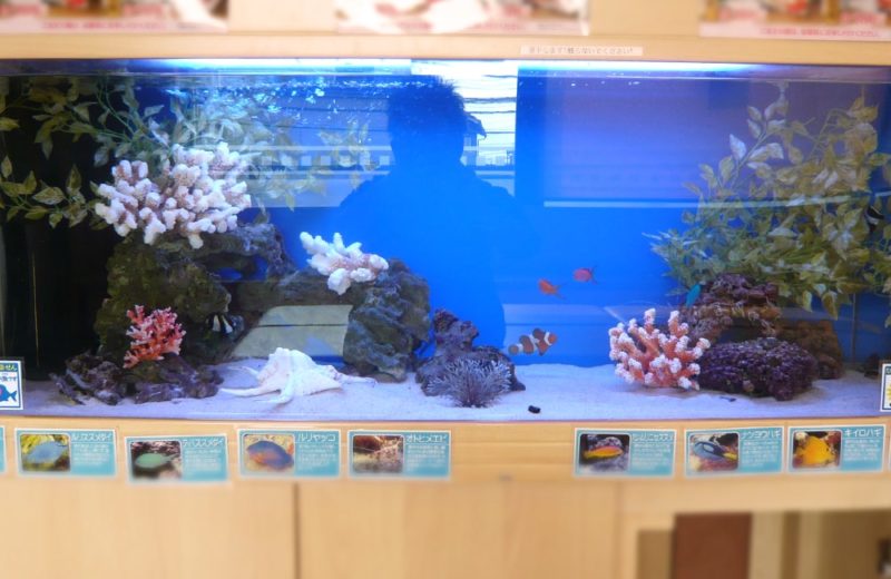 神奈川県横浜市 海鮮飲食店 120cm海水魚水槽 水槽レンタル事例 水槽画像2