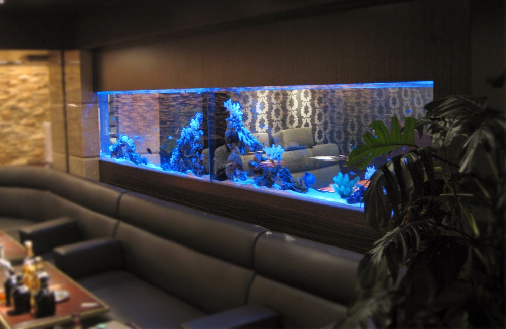 東京都 飲食店に設置されている大型海水魚水槽 メンテナンス事例 メイン画像