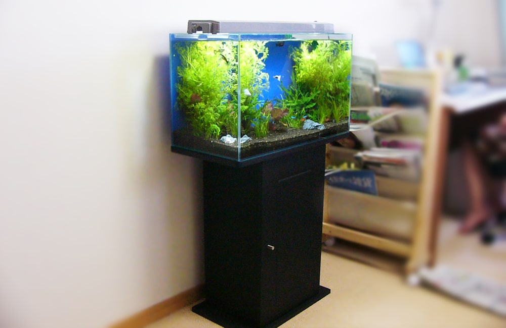 黒い水槽台に設置された水草の茂る熱帯魚水槽