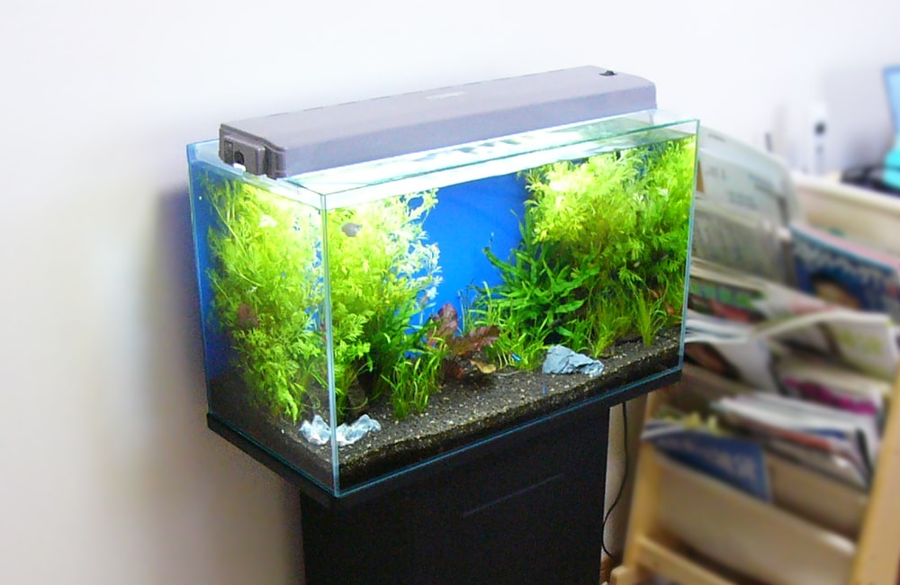 熱帯魚水槽の電気代！実はそんなに高くない！？節約する工夫も教えます！のサムネイル画像
