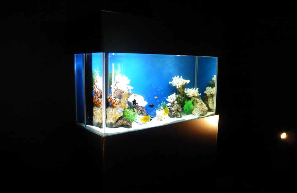 東京都 液晶モニターの展示イベント 90cm海水魚水槽 短期レンタル事例のサムネイル画像