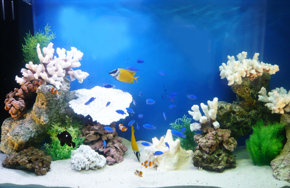 サンゴと海水魚が泳ぐ青い背景の海水水槽レイアウト