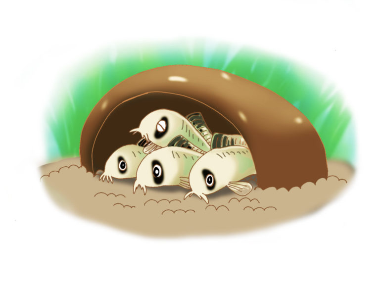 シェルターに集まるコリドラスの仲間のイラスト
