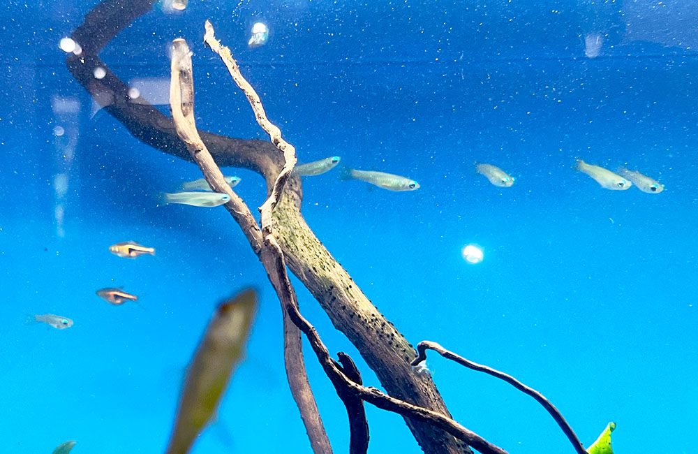 青い背景の水槽内を泳ぐメダカと流木のレイアウト