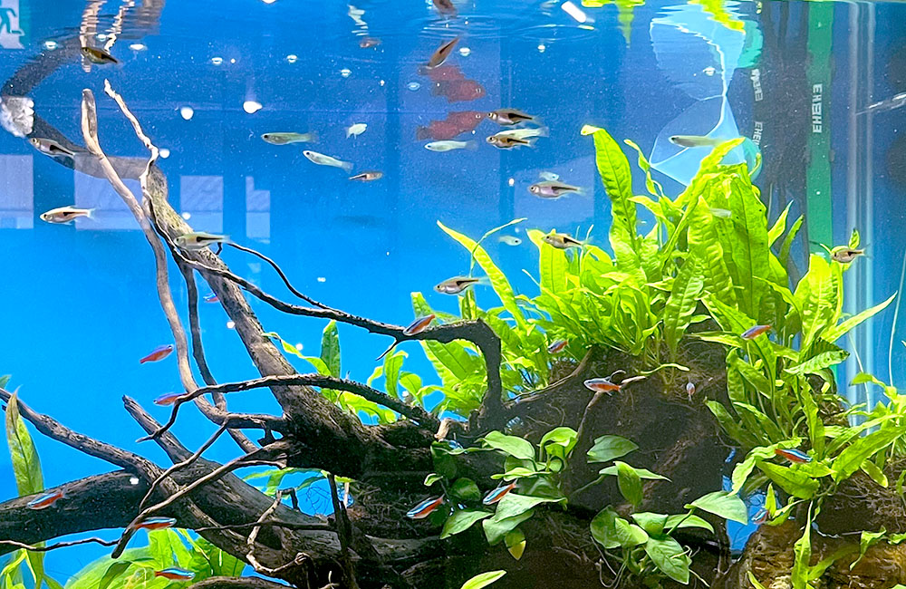流木と水草に群れるネオンテトラの仲間と小型熱帯魚