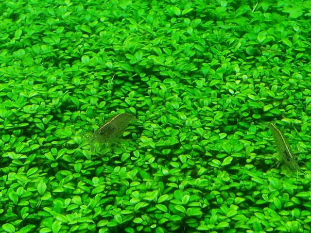 敷き詰められた緑の水草の上を歩く2匹のヌマエビの仲間