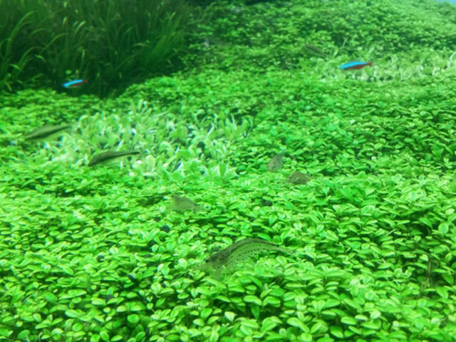 水草の絨毯の上を泳ぐエビとネオンテトラの仲間