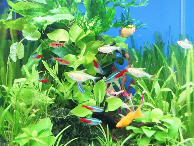 水草が茂る水槽内を泳ぐネオンテトラの仲間と熱帯魚群