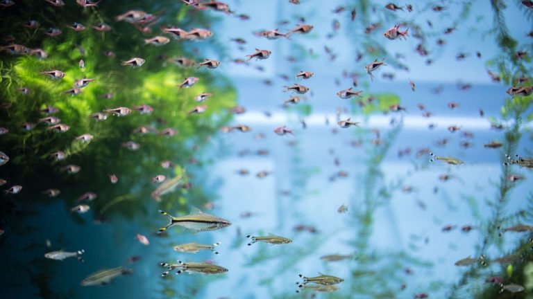 水草が茂る水槽内を群泳する小型熱帯魚と水草の風景