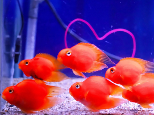 青い背景の水槽を泳ぐ赤い熱帯魚の群れとハートの装飾