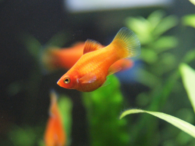 水草の間を泳ぐオレンジ色の熱帯魚プラティの仲間