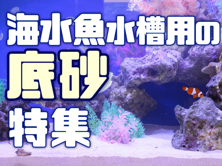 海水魚水槽用の底砂特集の見出し画像と泳ぐクマノミ類