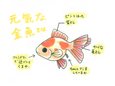 元気な金魚の見分け方!ヒレや泳ぎ方、フンなど5つのチェックポイント