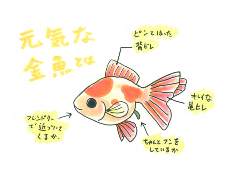 元気な金魚の見分け方!ヒレや泳ぎ方、フンなど5つのチェックポイントのサムネイル画像