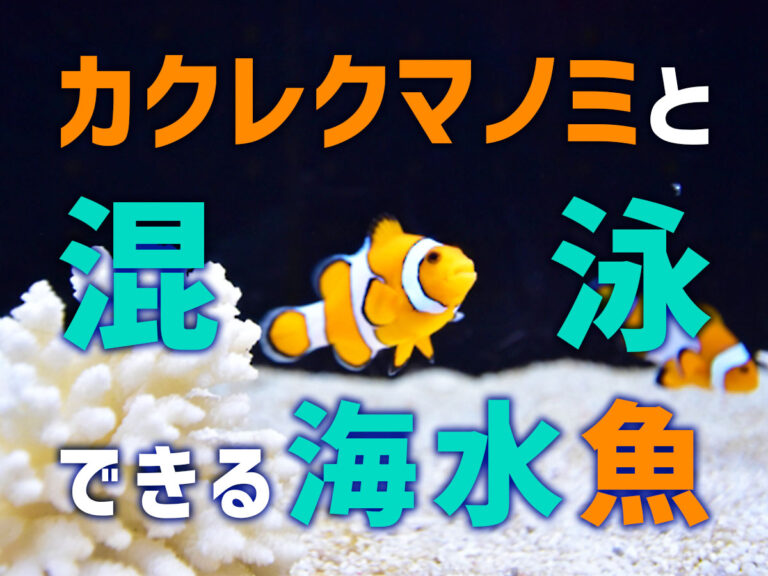 カクレクマノミと混泳できる海水魚の文字入り見出し画像
