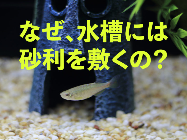 なぜ、水槽には砂利を敷くの?の文字と泳ぐメダカの画像