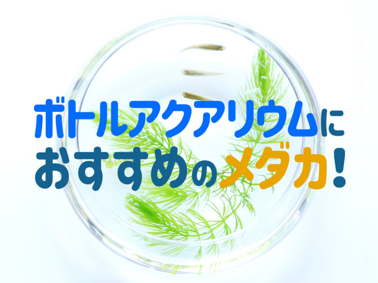 ボトルアクアリウムにおすすめのメダカの見出し画像