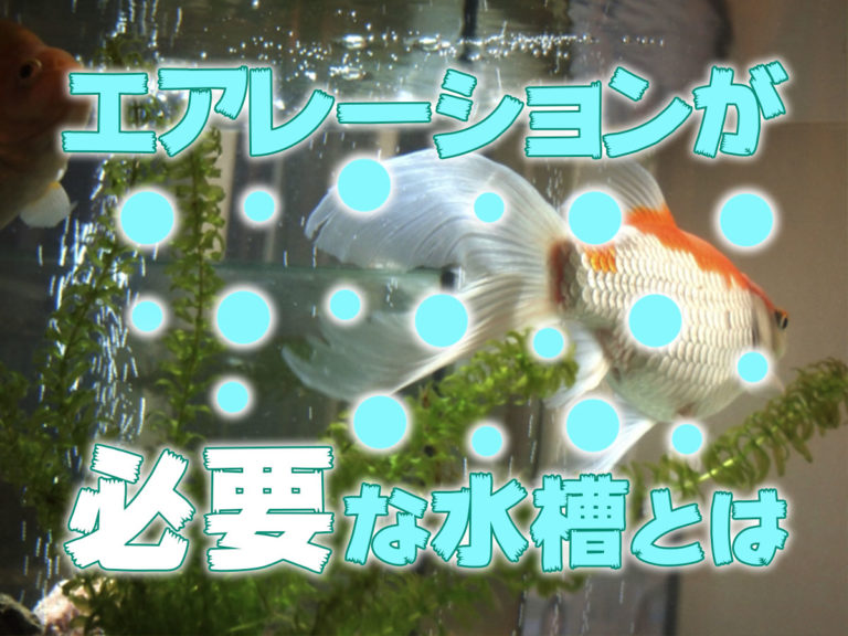 エアレーションが必要な水槽とはの文字と金魚の見出し画像