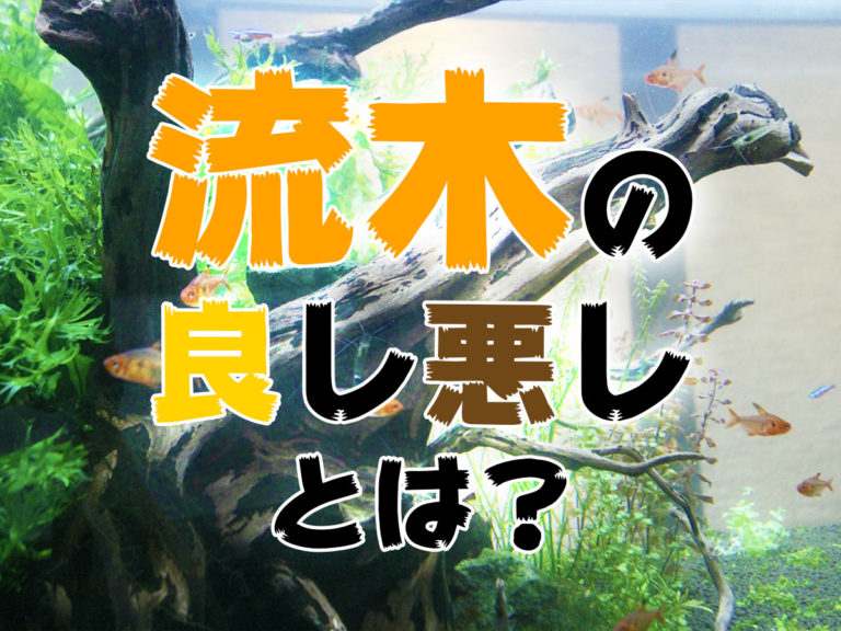 流木の良し悪しとは？の文字と水槽内の流木の見出し画像
