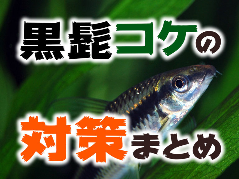 黒髭コケの対策と水草に付着したコケを食べる熱帯魚