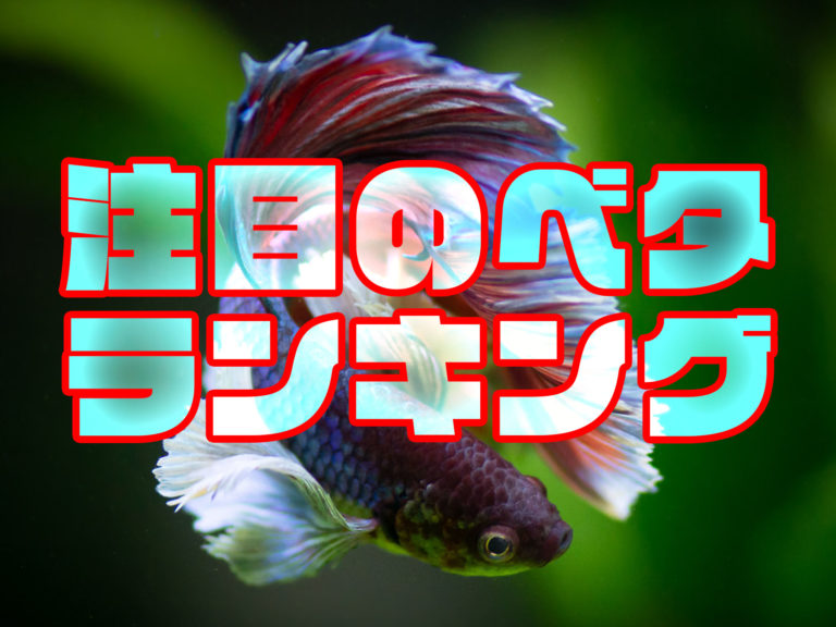 注目のベタランキングの文字と泳ぐベタの見出し画像
