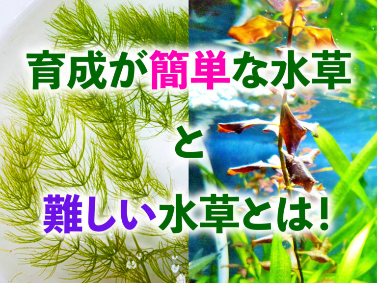 育成が簡単な水草と難しい水草の見出し画像